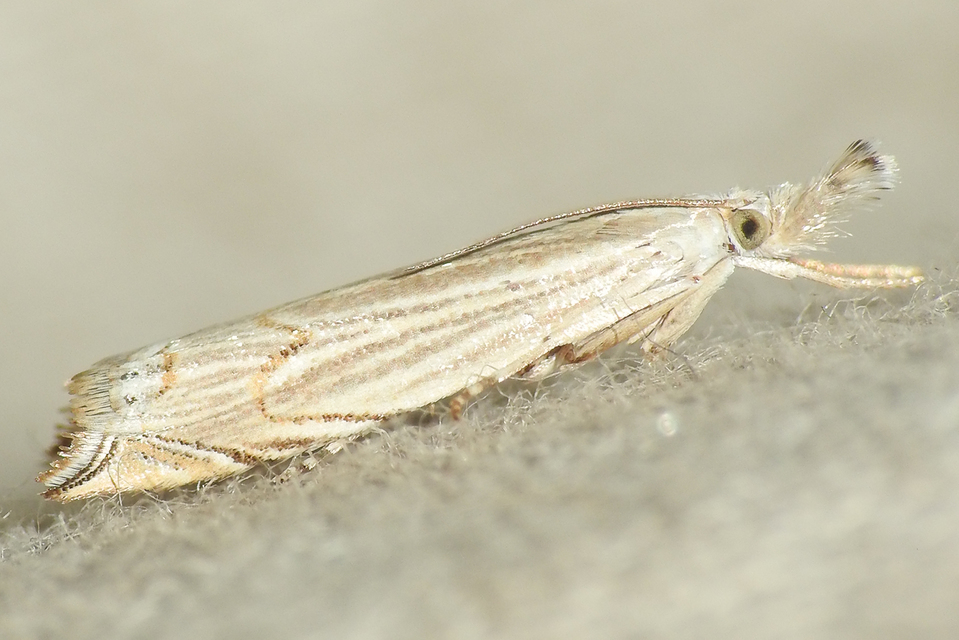 Chrysoteuchia culmella - kerti fűgyökérmoly