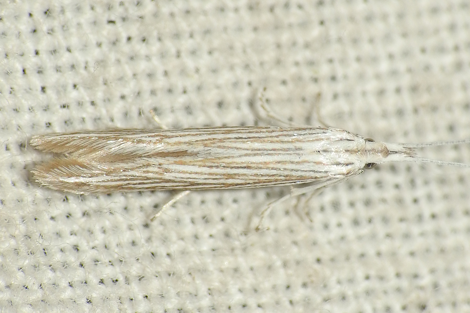 Coleophora