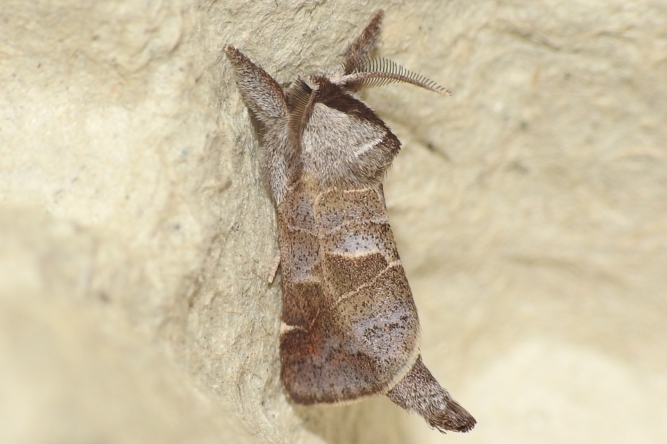 Clostera pigra - apró levélszövő