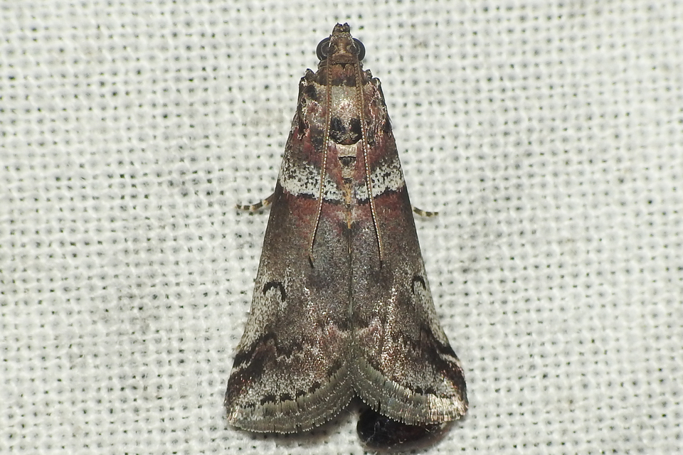 Acrobasis