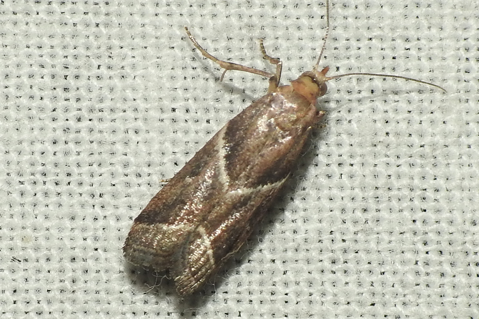 Nyctegretis
