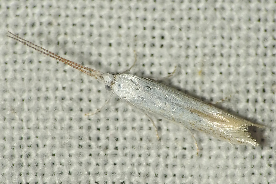 Coleophora