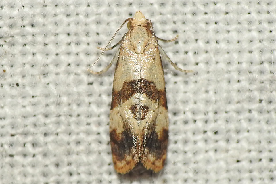 pipitér-fúrómoly - Phalonidia contractana