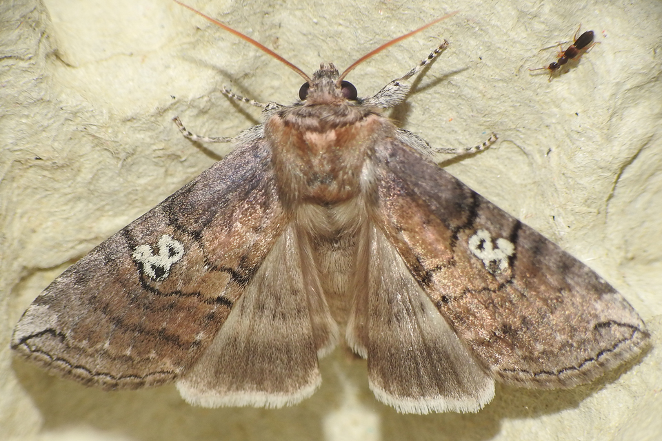 Tethea ocularis - pápaszemes pihésszövő