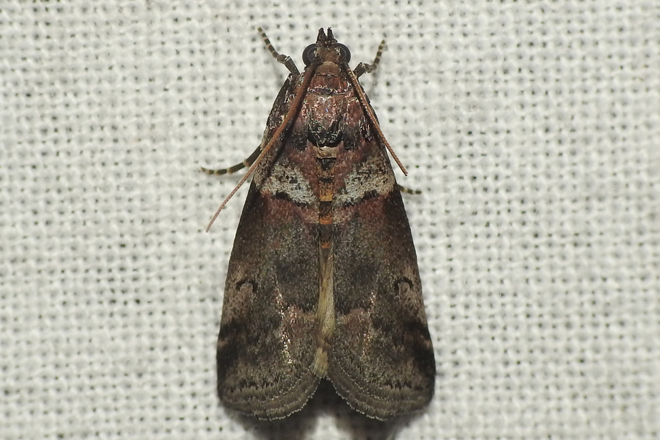 Acrobasis