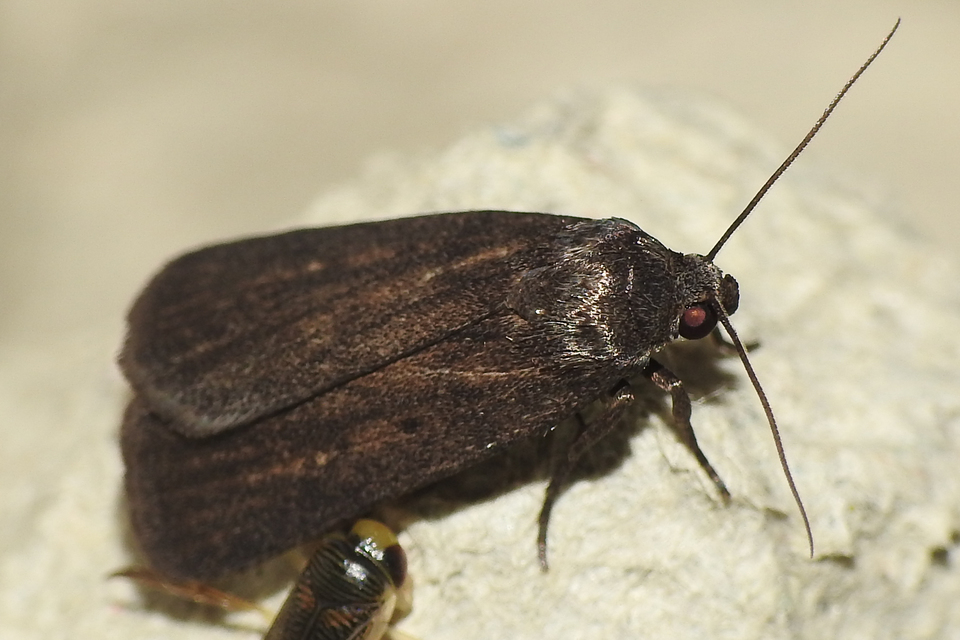 bakszakállbagoly - Amphipyra tragopoginis