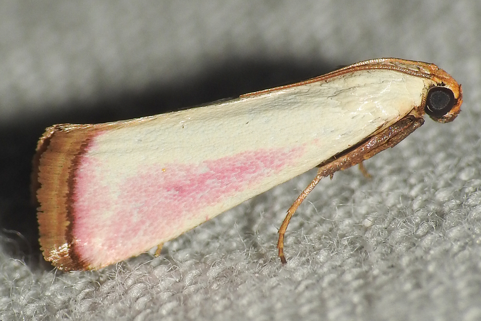 rózsaszínű karcsúmoly - Eurhodope rosella