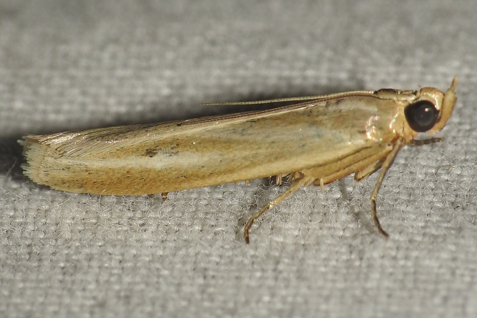 ezüstös karcsúmoly - Selagia argyrella