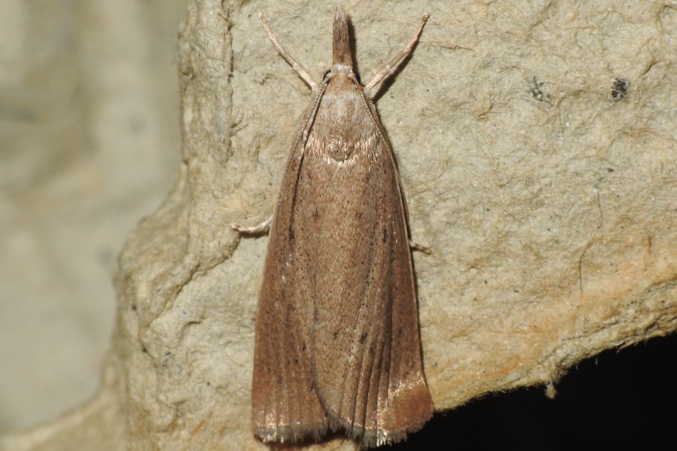 Calamotropha paludella - barna nádlevélmoly