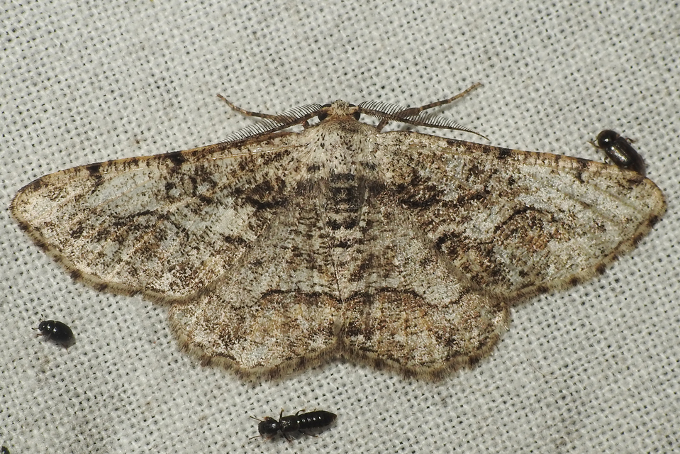 Synopsia sociaria - ürömaraszoló