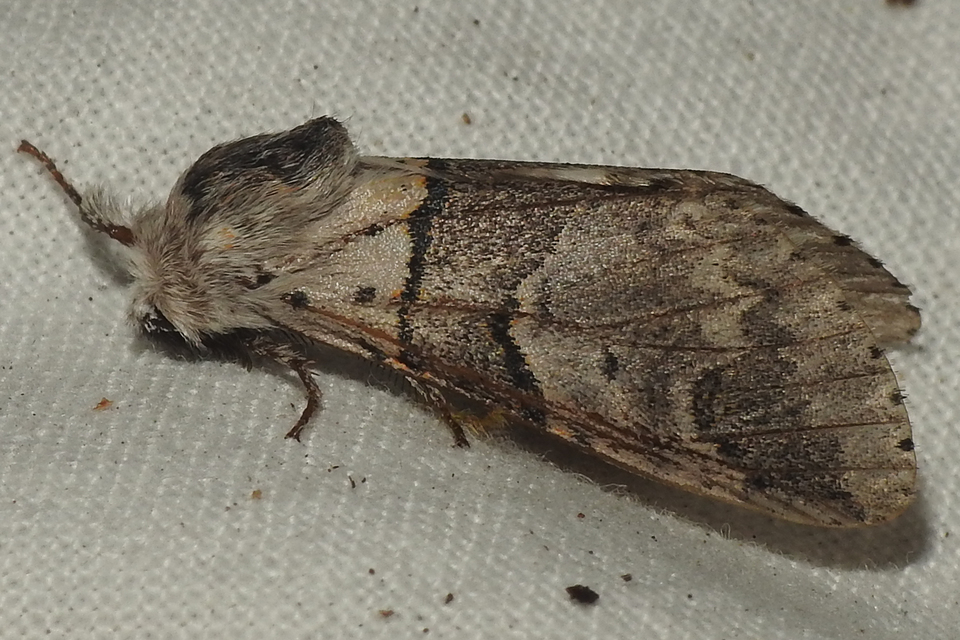 Furcula bifida - kis púposszövő