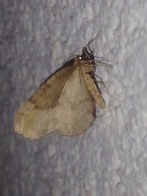 Operophtera brumata - kis téliaraszoló