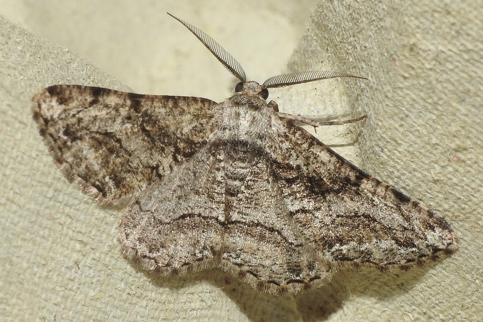 Synopsia sociaria - ürömaraszoló