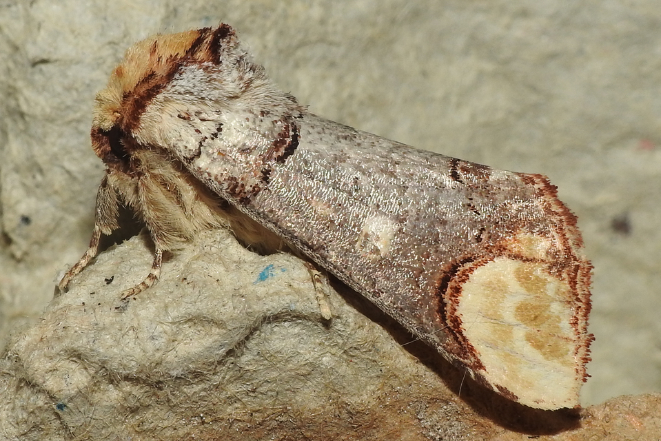 Phalera bucephala - sárgafoltos púposszövő