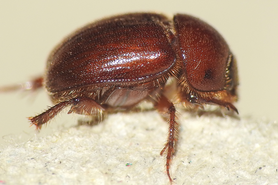 Ochodaeus chrysomeloides - alkonyati homoktúróbogár Ochodaeus chrysomeloides - alkonyati homoktúróbogár