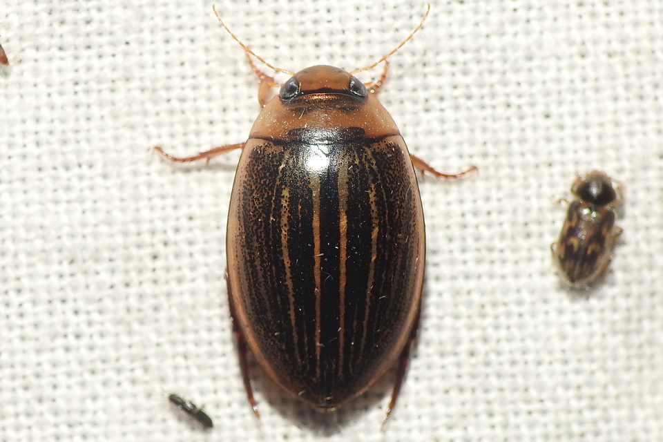 Hydaticus grammicus - déli mocsáricsíkbogár