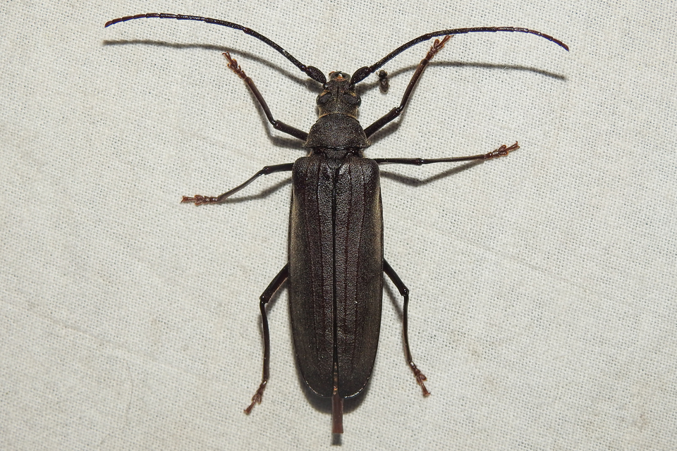 Aegosoma scabricorne - diófacincér