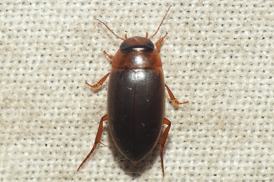Liopterus haemorrhoidalis - rozsdás csíkbogár Liopterus haemorrhoidalis - rozsdás csíkbogár