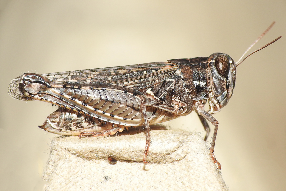 Calliptamus barbarus - homoki olaszsáska