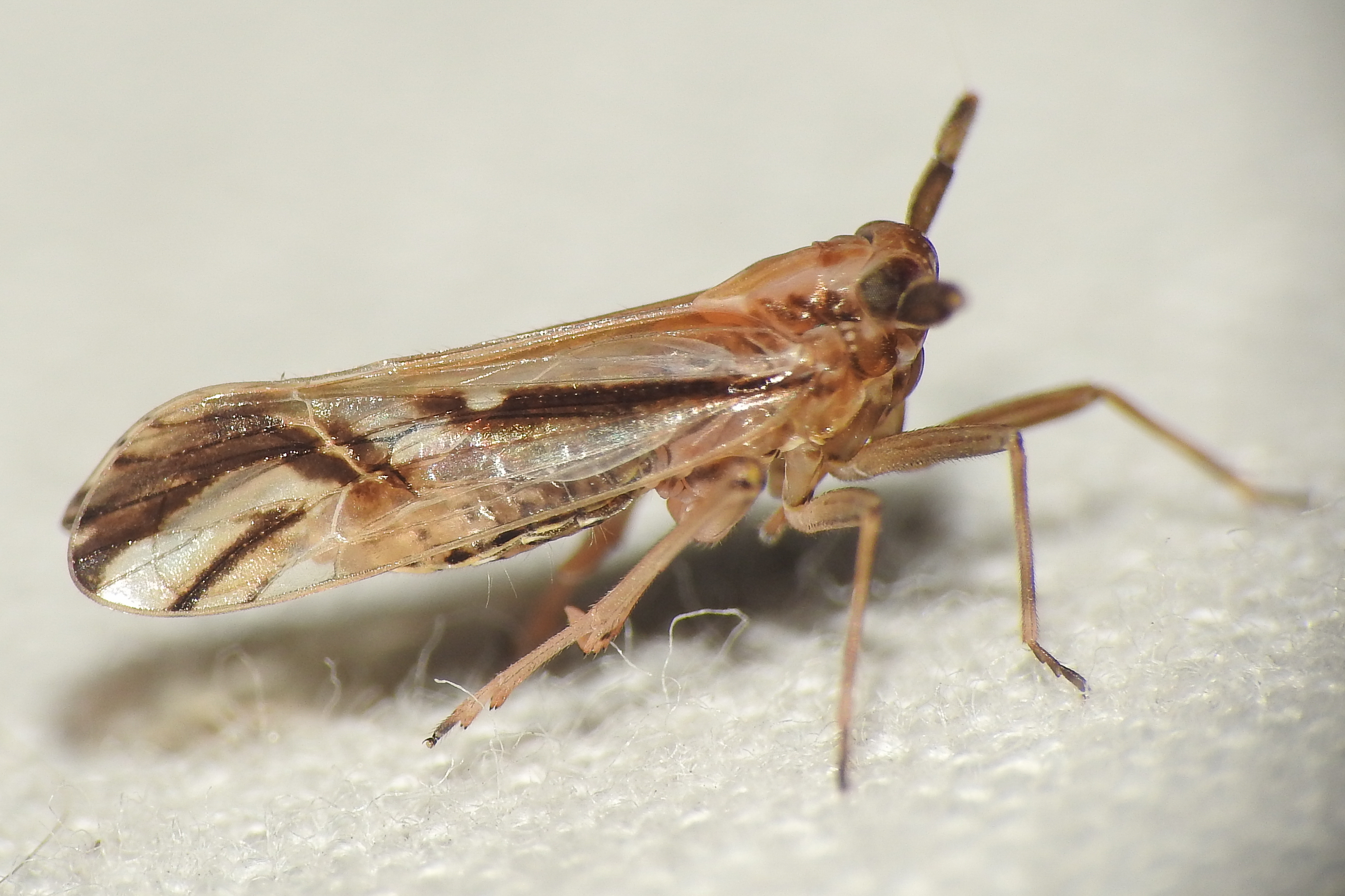 Delphax pulchellus