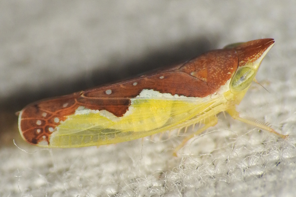 Platymetopius Platymetopius