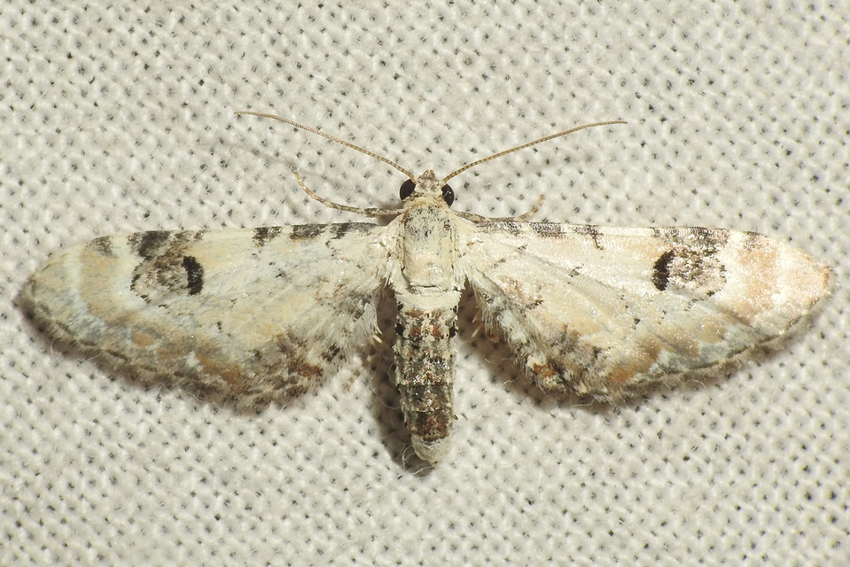 Eupithecia centaureata - búzavirág-törpearaszoló