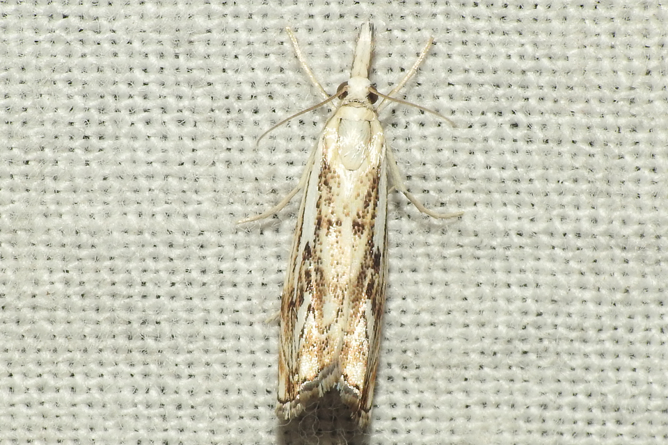 Catoptria falsella - hálós fűgyökérmoly