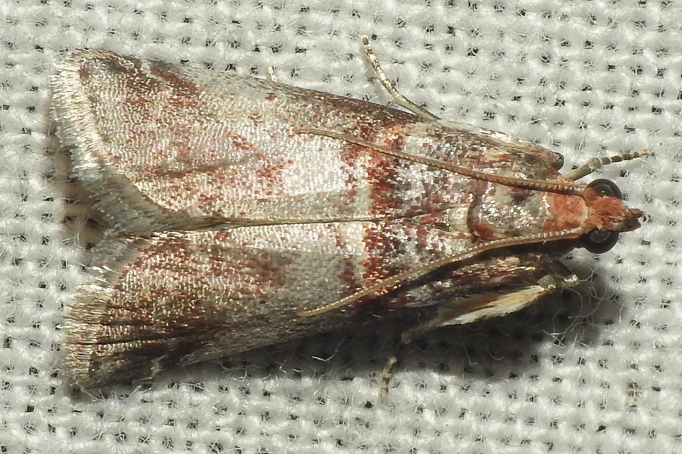 Acrobasis