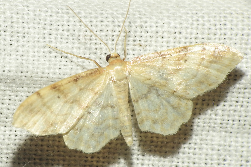 Idaea fuscovenosa - szürkeszélű apróaraszoló
