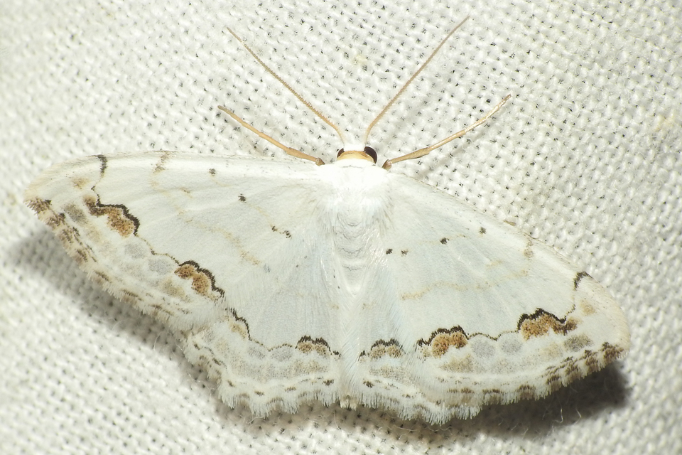 Scopula ornata - díszes fehéraraszoló