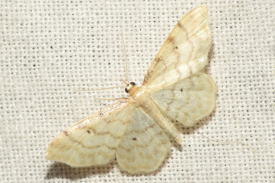 Idaea fuscovenosa - szürkeszélű apróaraszoló