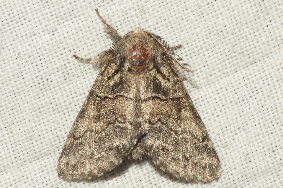 Gluphisia crenata - kormos púposszövő
