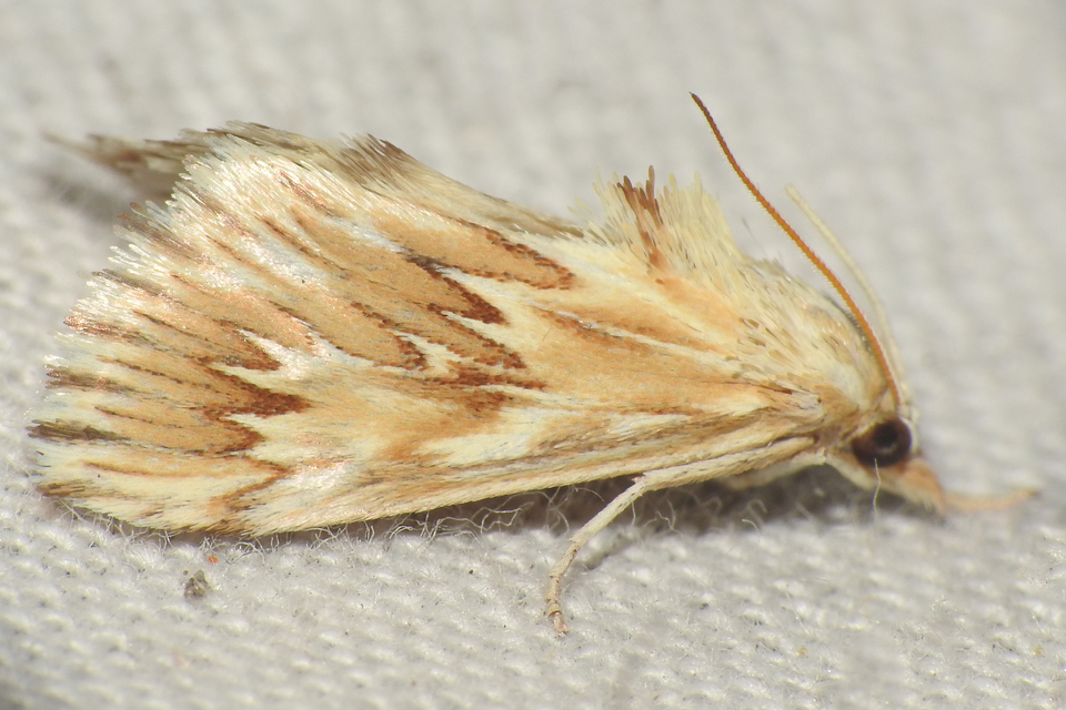 Cynaeda gigantea - magyar ciframoly