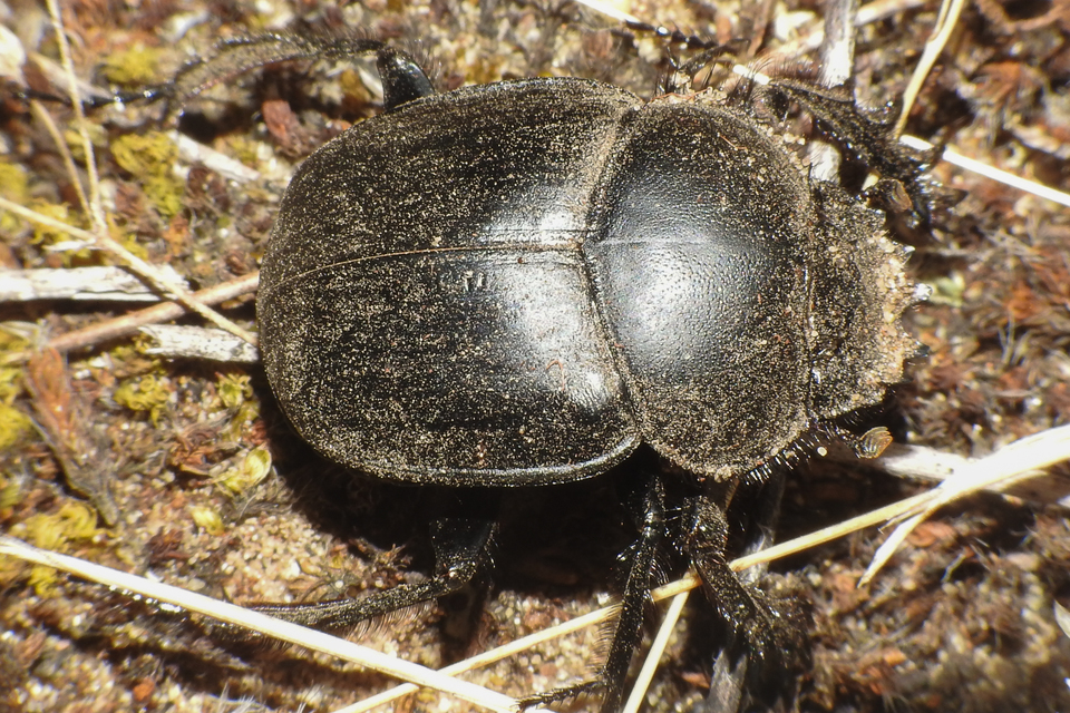 Scarabaeus typhon - óriás-galacsinhajtó