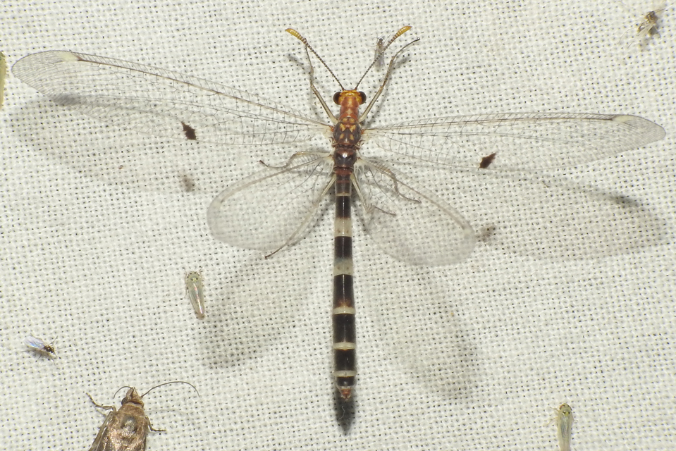 Megistopus flavicornis - kétfoltos hangyaleső