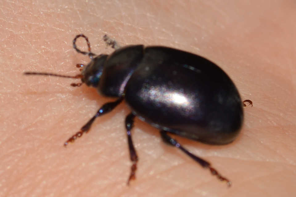 Chrysolina sturmi - vöröslábú levelész