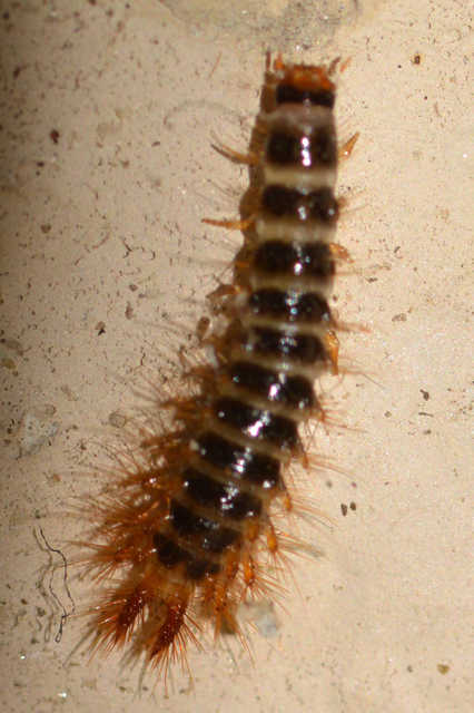 Drilus concolor - fekete csigabogár