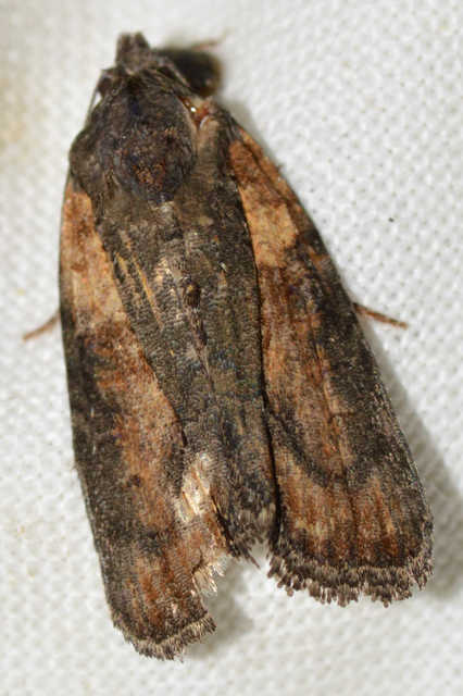 Bryophila raptricula/felina