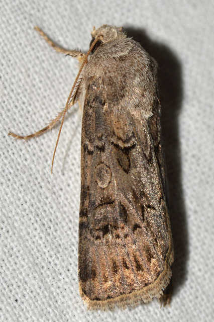 Agrotis bigramma - kétjegyű földibagoly
