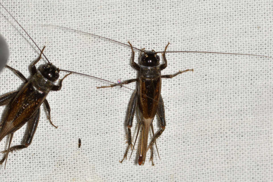 Eumodicogryllus bordigalensis - bordói tücsök