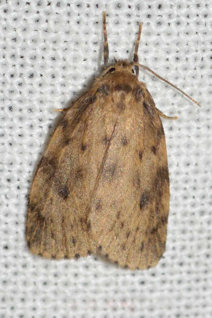Thumata senex - mocsári medvelepke