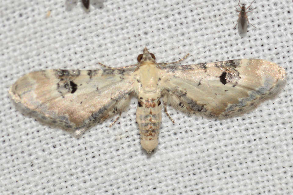 Eupithecia centaureata - búzavirág-törpearaszoló