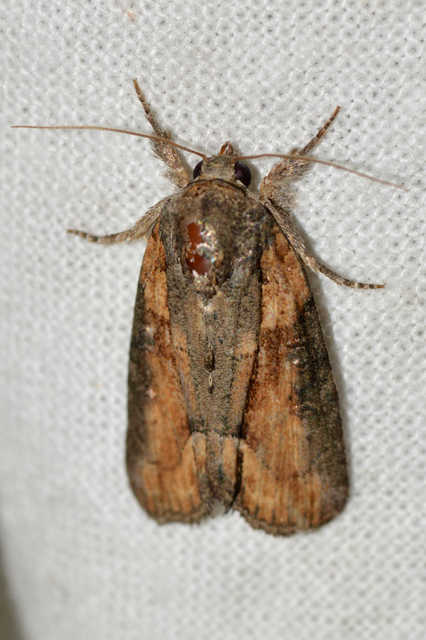 Bryophila raptricula/felina