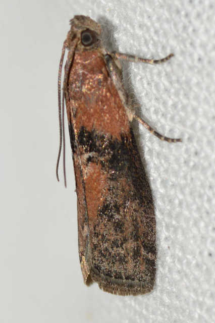 Sciota adelphella - pirosszárnytövű karcsúmoly