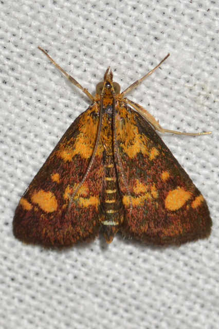 Pyrausta aurata - aranyló bíbormoly