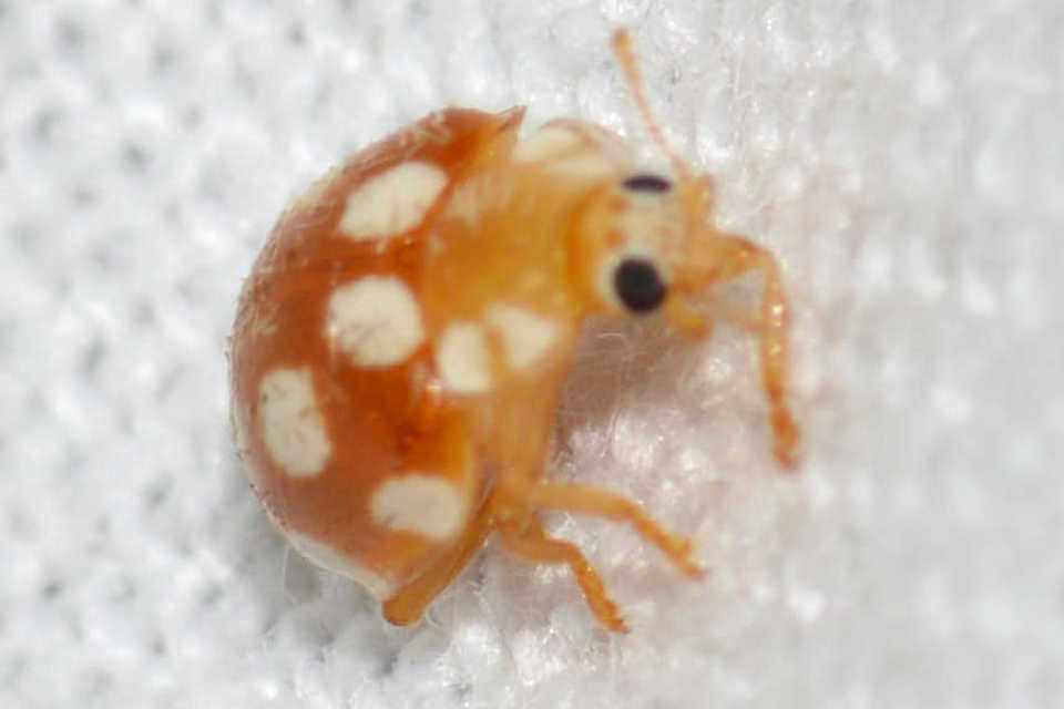 Vibidia duodecimguttata - tizenkétcseppes füsskata