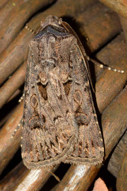 Agrotis bigramma - kétjegyű földibagoly