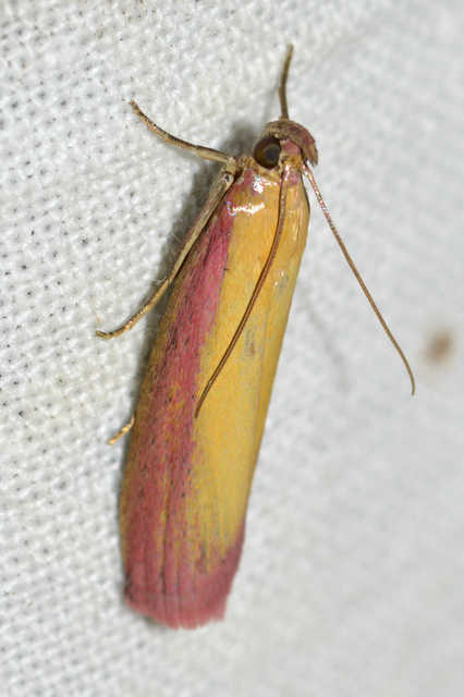 Oncocera semirubella - lucernamoly