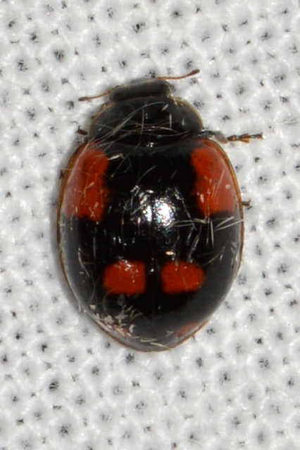 Adalia bipunctata - kétpettyes katica