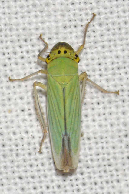 Cicadella viridis - méregzöld kabóca